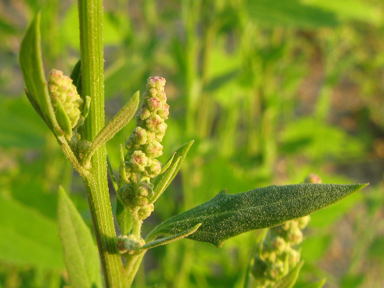 Изображение особи род Chenopodium.