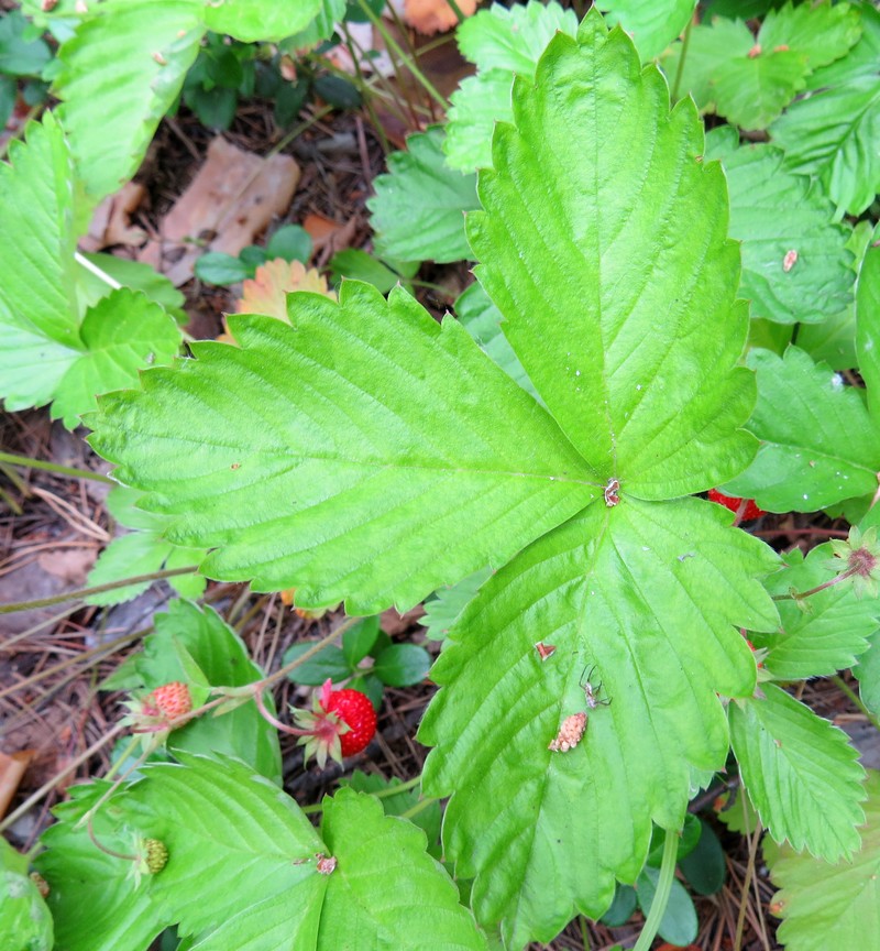 Изображение особи Fragaria vesca.