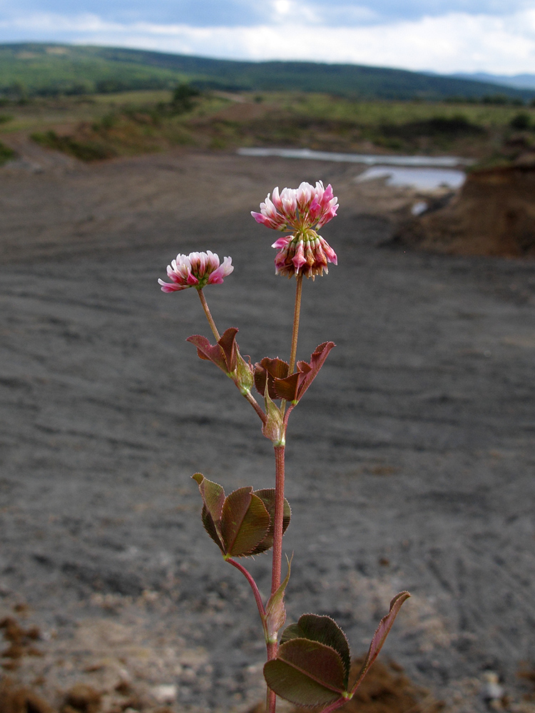 Image of Trifolium hybridum specimen.