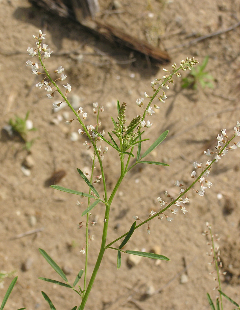 Изображение особи Melilotus wolgicus.