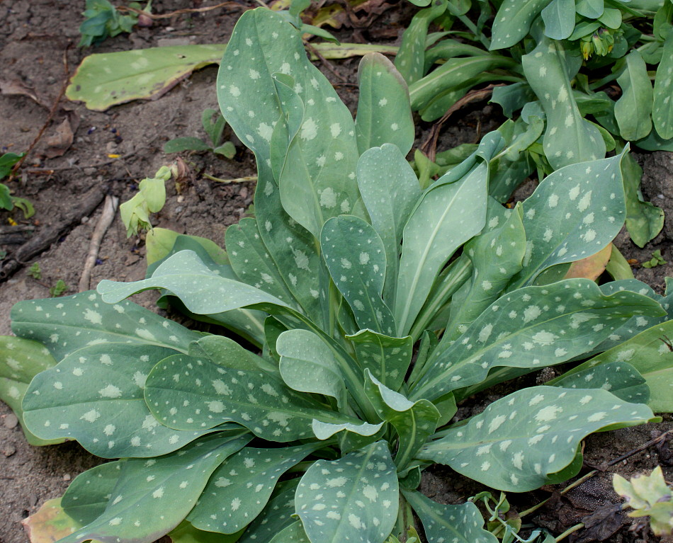 Image of Cerinthe major specimen.