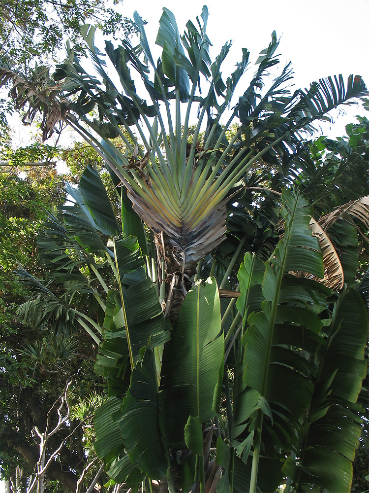 Image of Ravenala madagascariensis specimen.