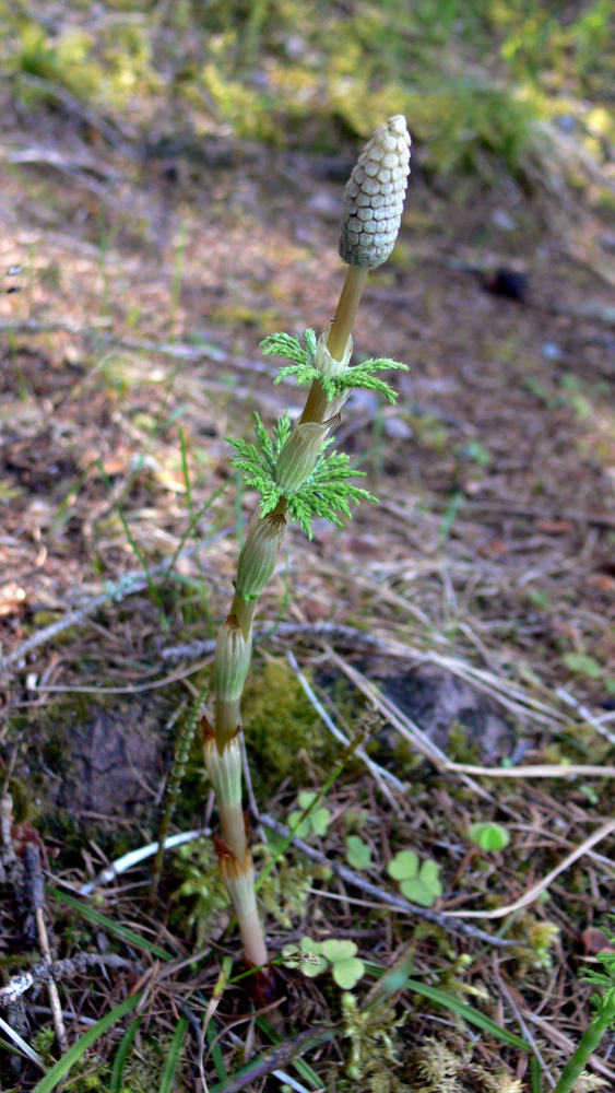 Изображение особи Equisetum sylvaticum.