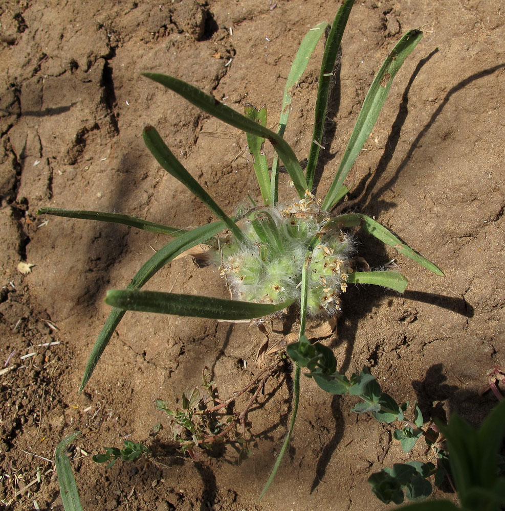 Image of Plantago cretica specimen.