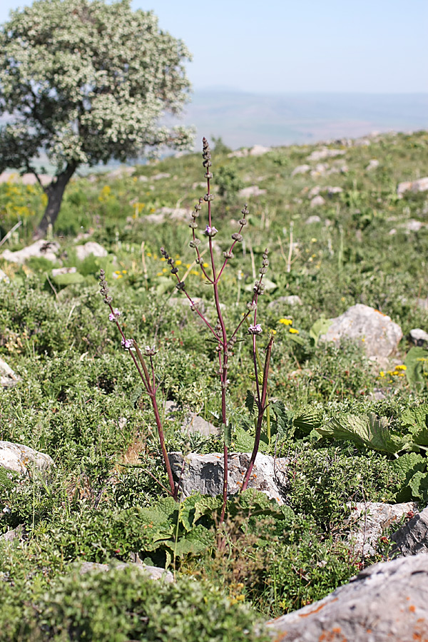 Изображение особи Phlomoides brachystegia.