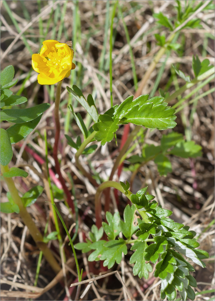 Image of Potentilla anserina ssp. groenlandica specimen.