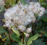 Senecio ovatus. Соплодия. Германия, г. Дюссельдорф, Ботанический сад университета. 14.08.2013.