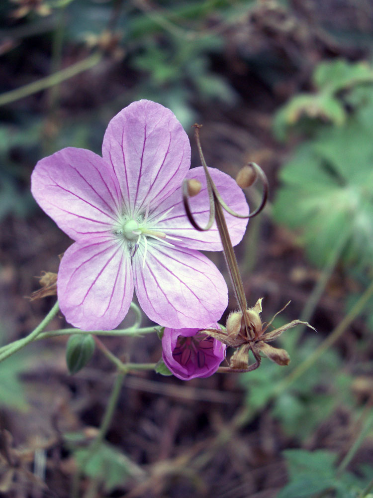 Image of Geranium collinum specimen.