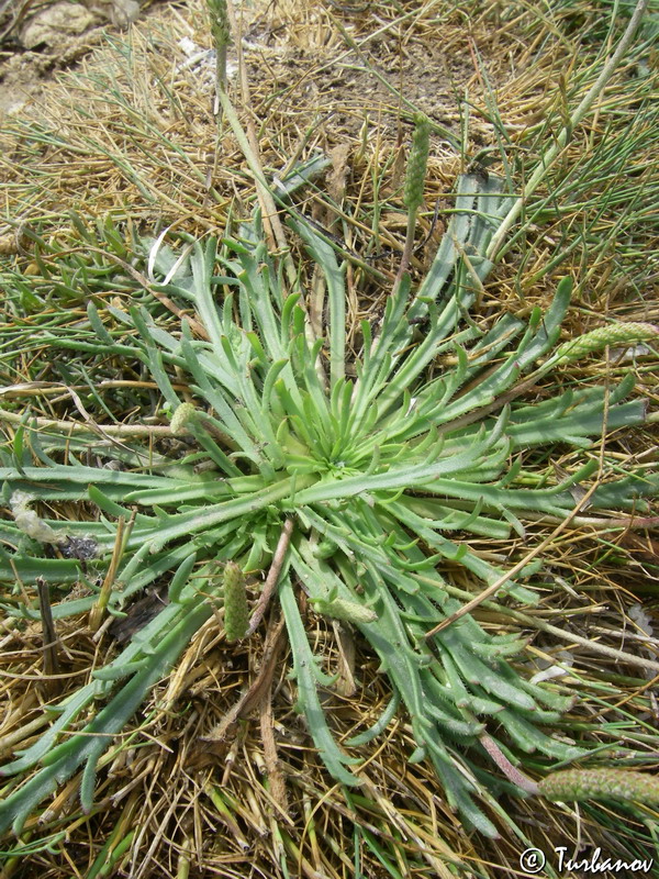 Изображение особи Plantago coronopus.