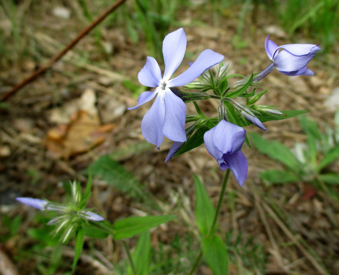 Image of Phlox divaricata specimen.