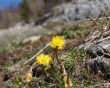 Tussilago farfara