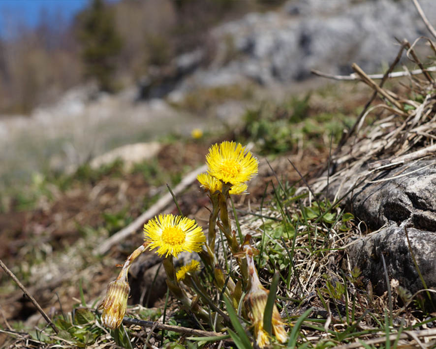 Image of Tussilago farfara specimen.