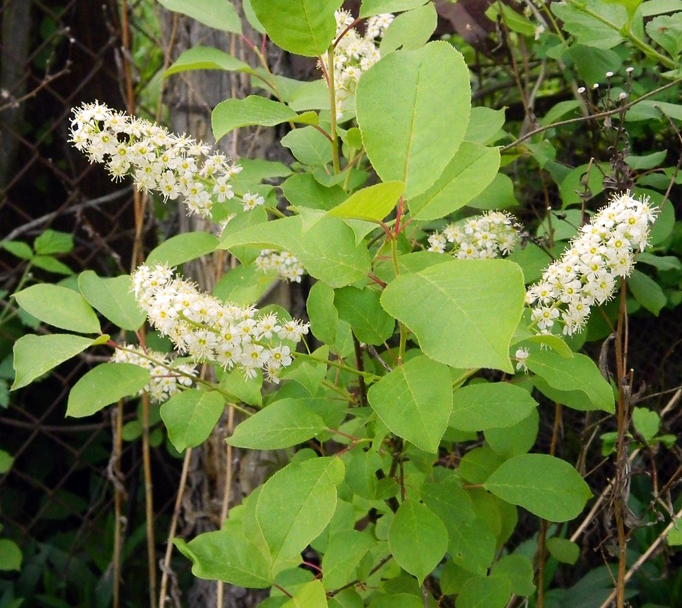 Изображение особи Padus virginiana.