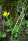 genus Hieracium. Верхняя часть цветоноса с соцветием. Ставропольский край, г. Кисловодск, парк, на горе, в подлеске, обочина тропинки, на высоте около 1100 м н.у.м. (43°53′27,56″ с.ш., 42°45′35,38″ в.д.). 30.05.2014.