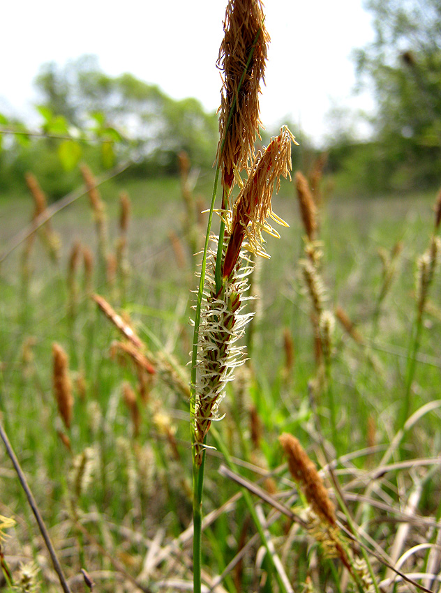 Изображение особи Carex cuspidata.