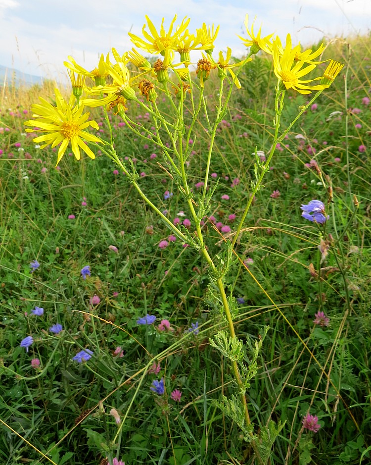 Изображение особи Senecio erucifolius.