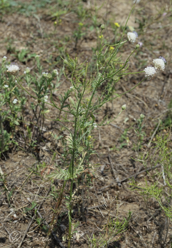 Изображение особи Cephalaria transsylvanica.