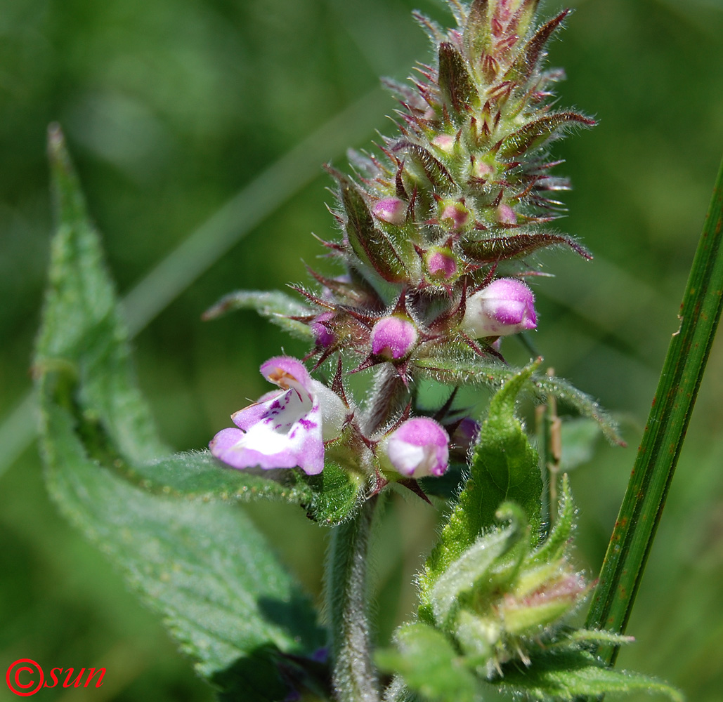 Изображение особи Stachys palustris.