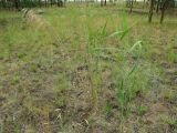 Phragmites australis