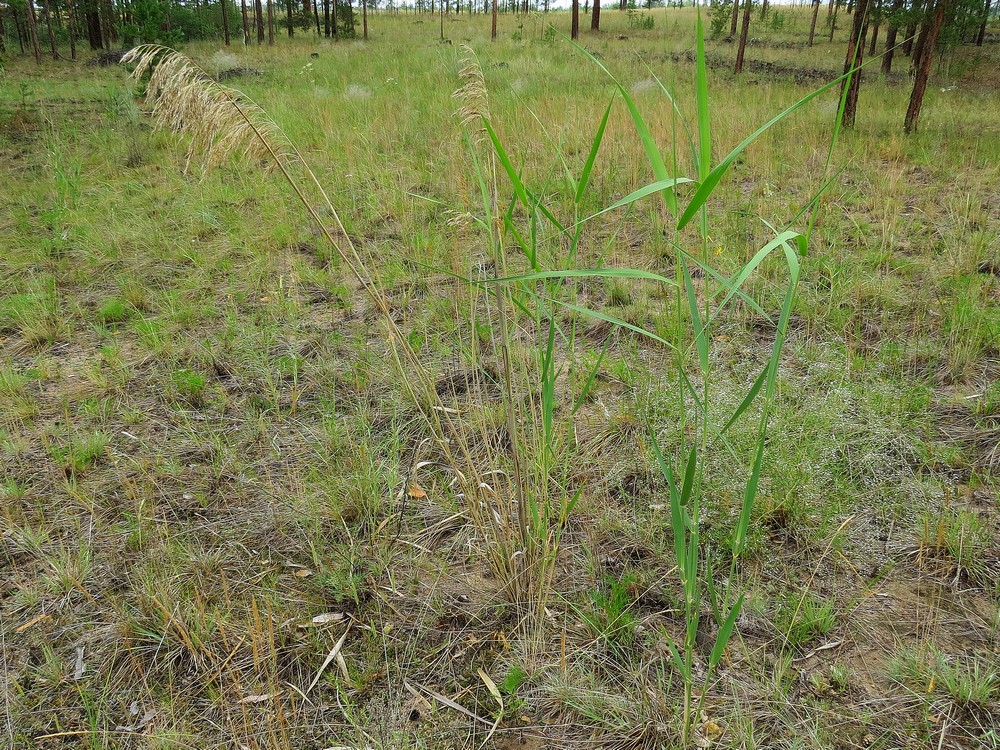 Image of Phragmites australis specimen.