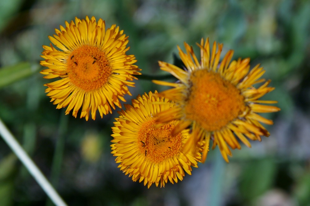 Image of Erigeron aurantiacus specimen.