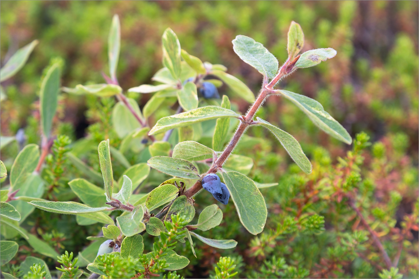 Image of Lonicera &times; subarctica specimen.