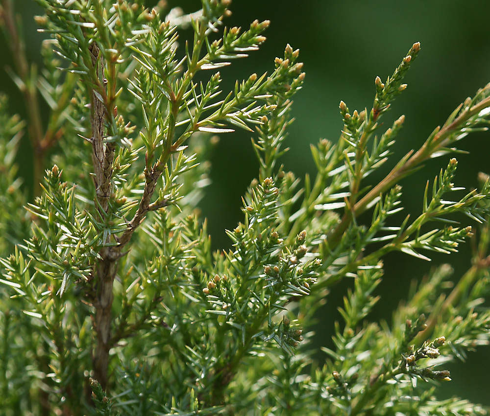 Image of Juniperus scopulorum specimen.