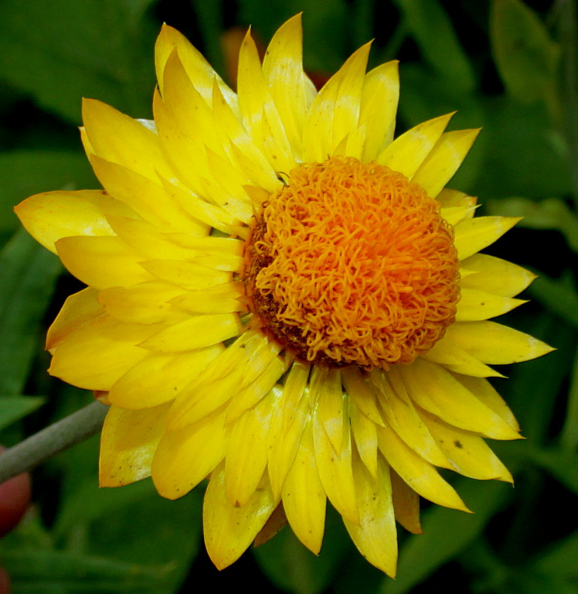 Image of Xerochrysum bracteatum specimen.