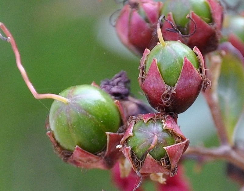 Image of Lagerstroemia indica specimen.