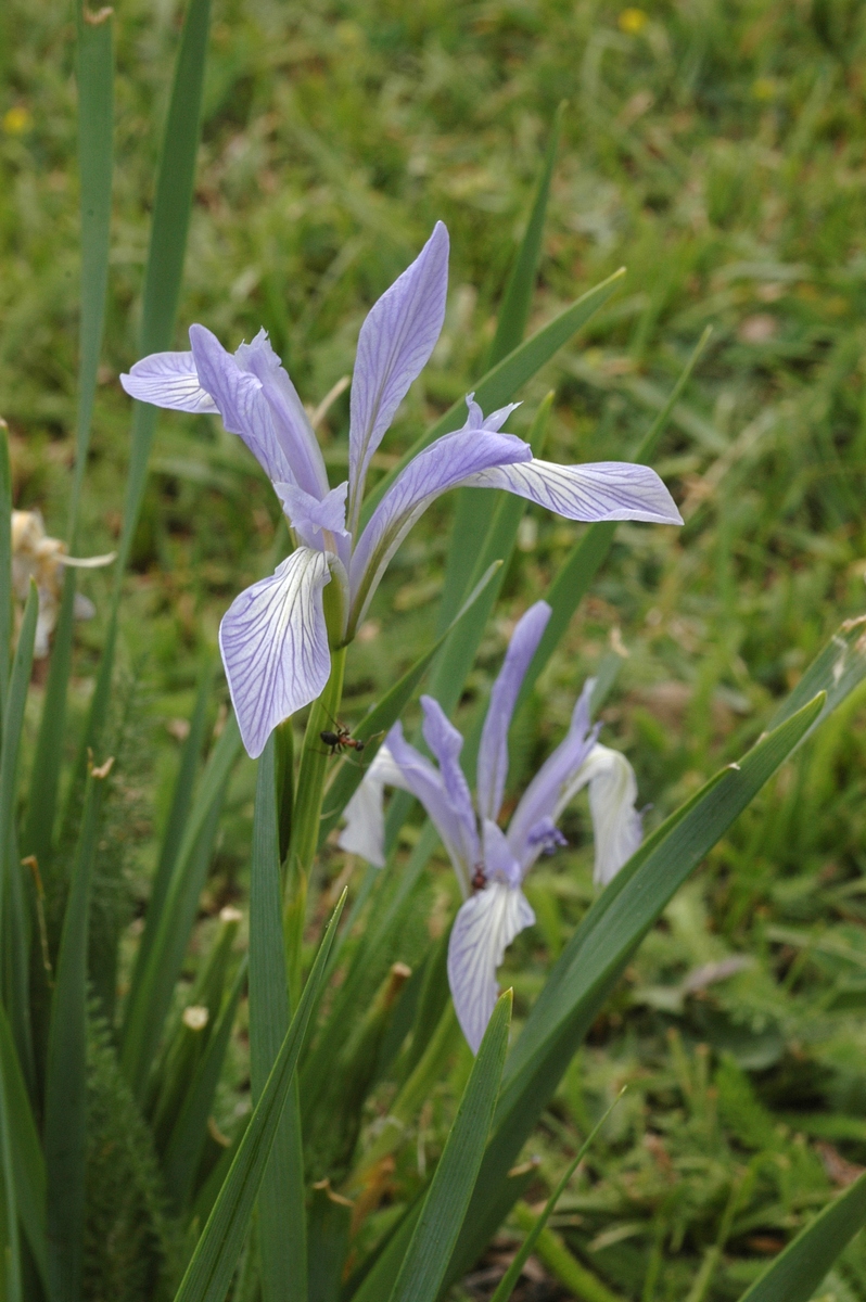 Изображение особи Iris pallasii.