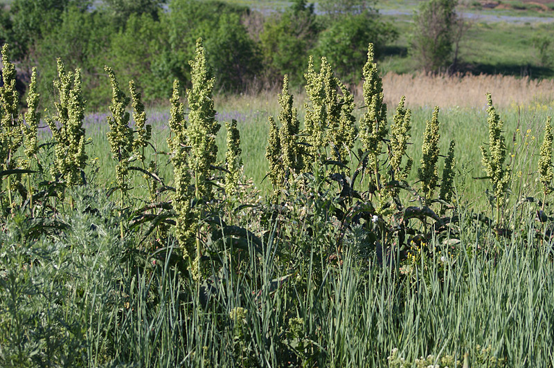 Image of Rumex confertus specimen.