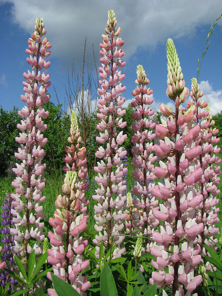 Image of Lupinus &times; regalis specimen.