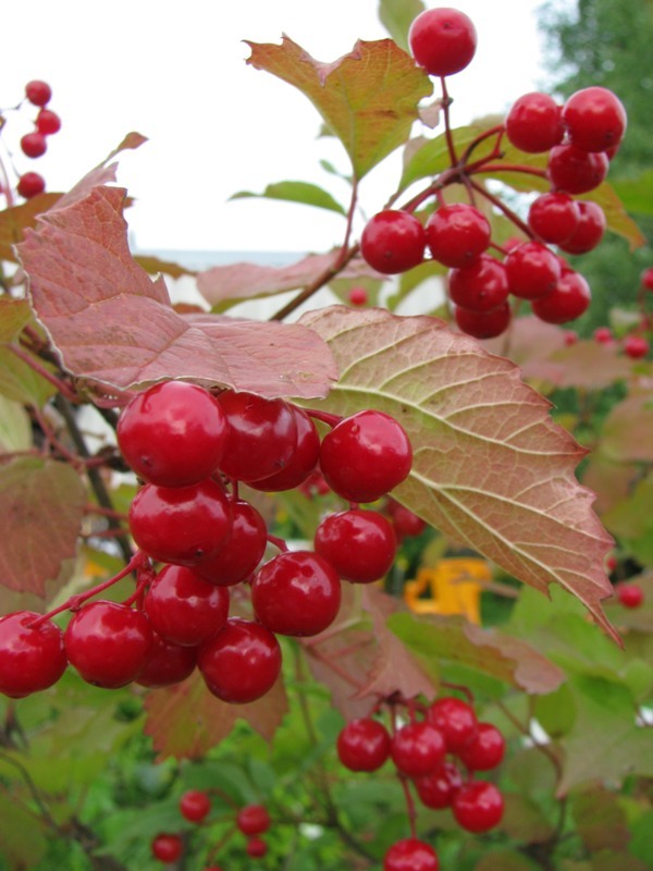 Изображение особи Viburnum opulus.