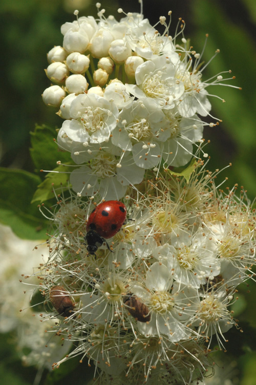 Изображение особи Spiraea schinabecki.