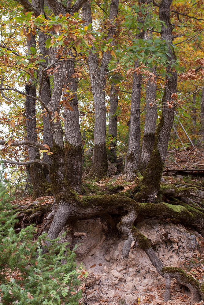 Image of Quercus cerris specimen.