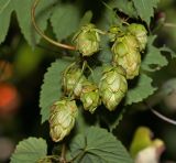 Humulus lupulus