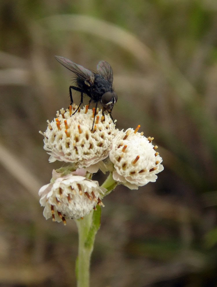 Image of Antennaria dioica specimen.