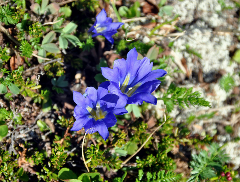 Image of Gentiana grandiflora specimen.