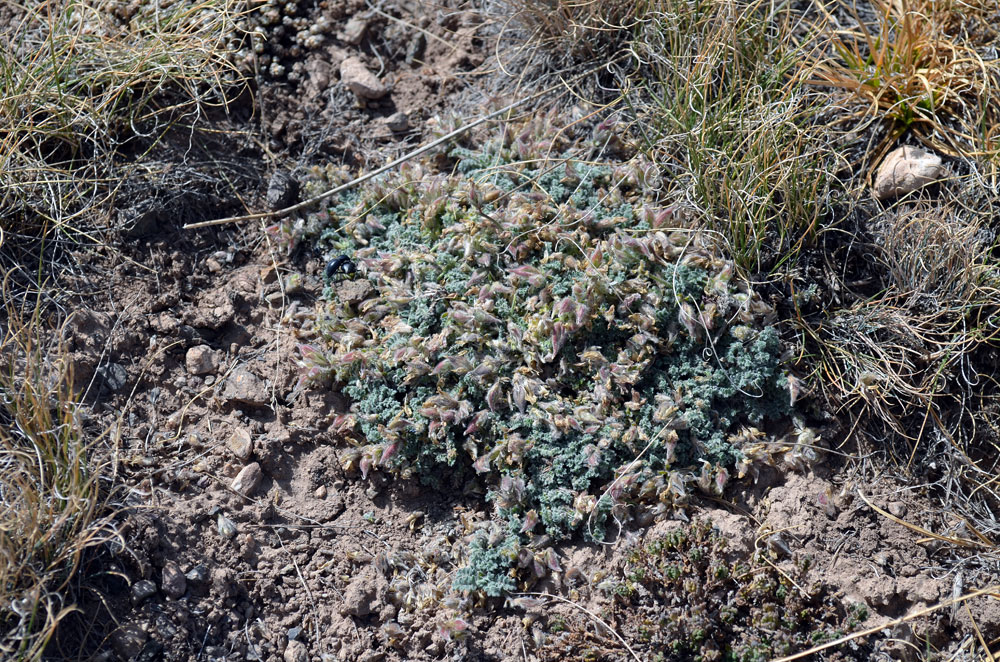 Image of genus Oxytropis specimen.