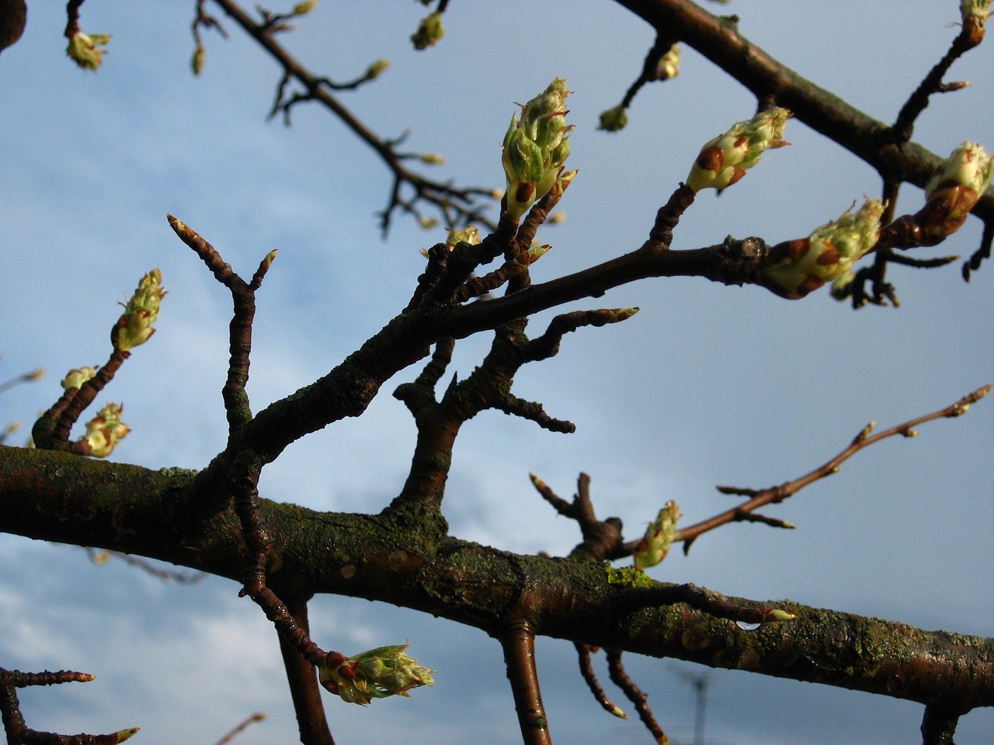 Image of Pyrus communis specimen.