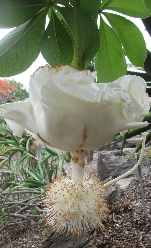 Image of Adansonia digitata specimen.