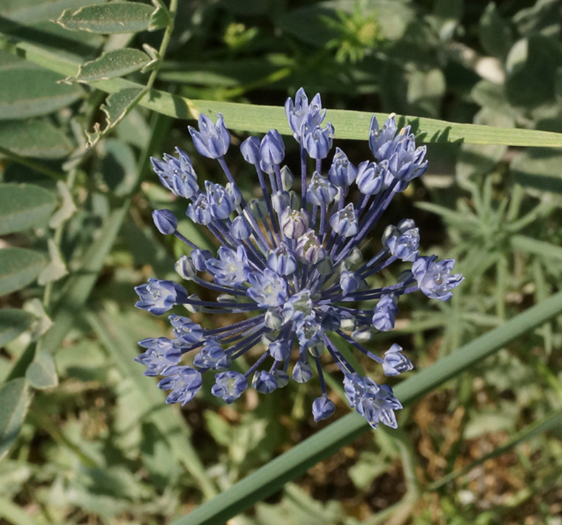 Image of Allium caesium specimen.