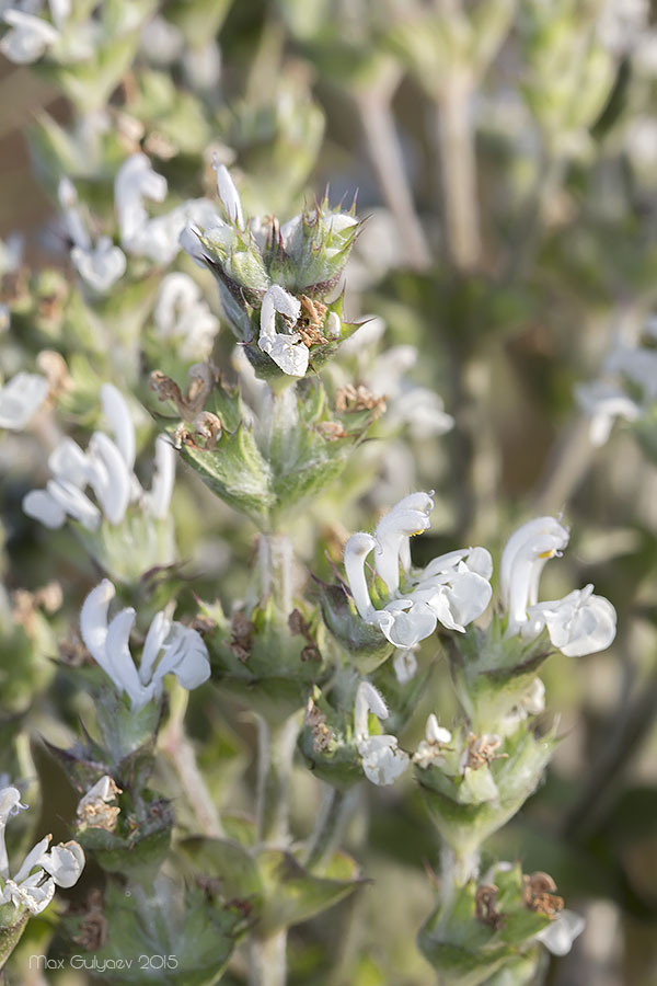 Изображение особи Salvia aethiopis.