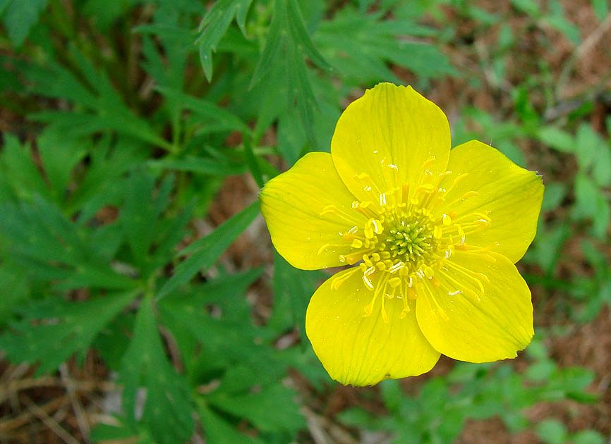 Image of Trollius aldanensis specimen.