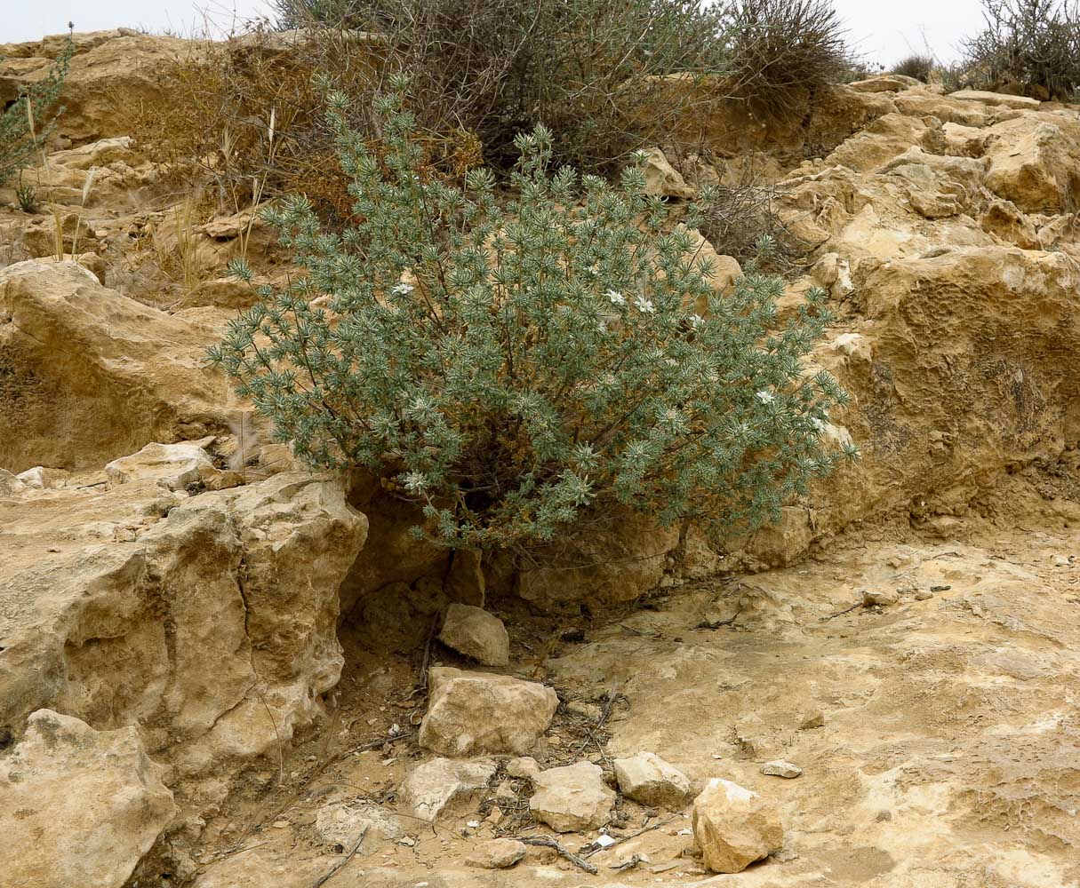 Image of Reaumuria hirtella specimen.