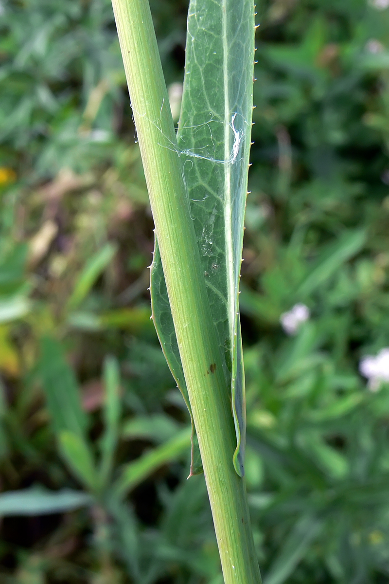 Image of Sonchus arvensis ssp. uliginosus specimen.