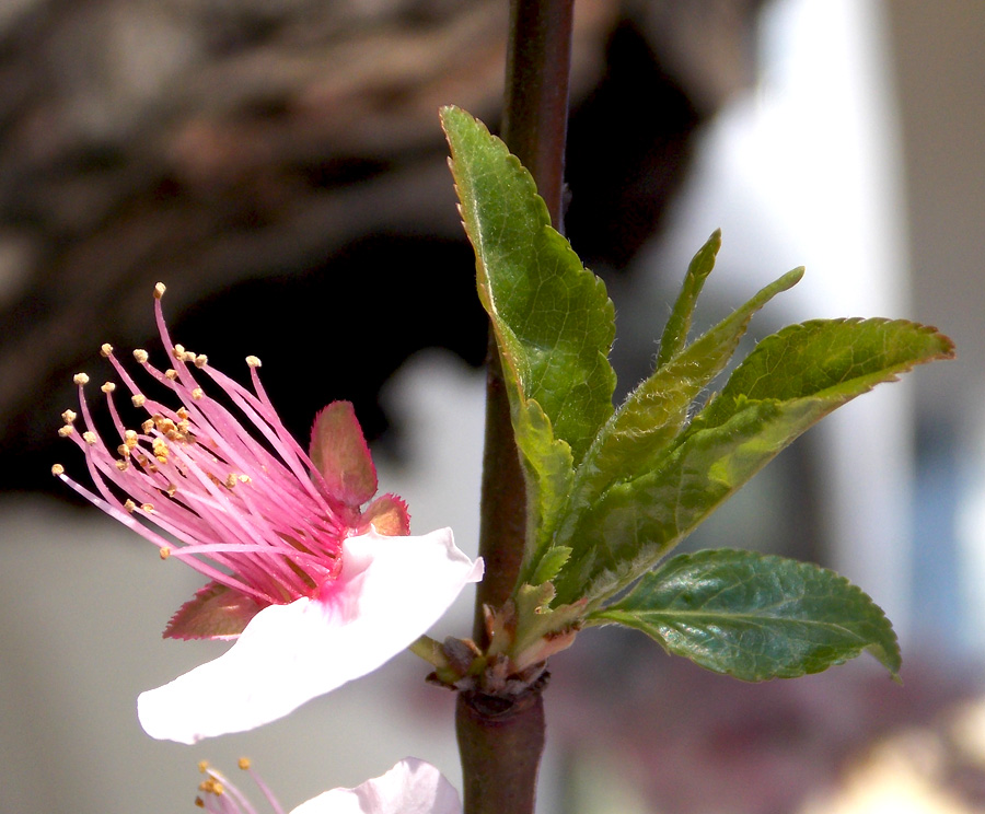 Image of Persica vulgaris specimen.