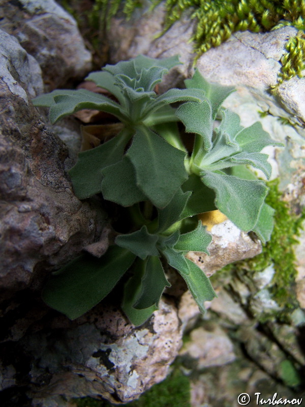 Изображение особи Arabis caucasica.