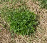 Artemisia vulgaris. Молодое растение. Восточный Казахстан, Уланский р-н, с. Украинка, дачный участок. 28.05.2014.