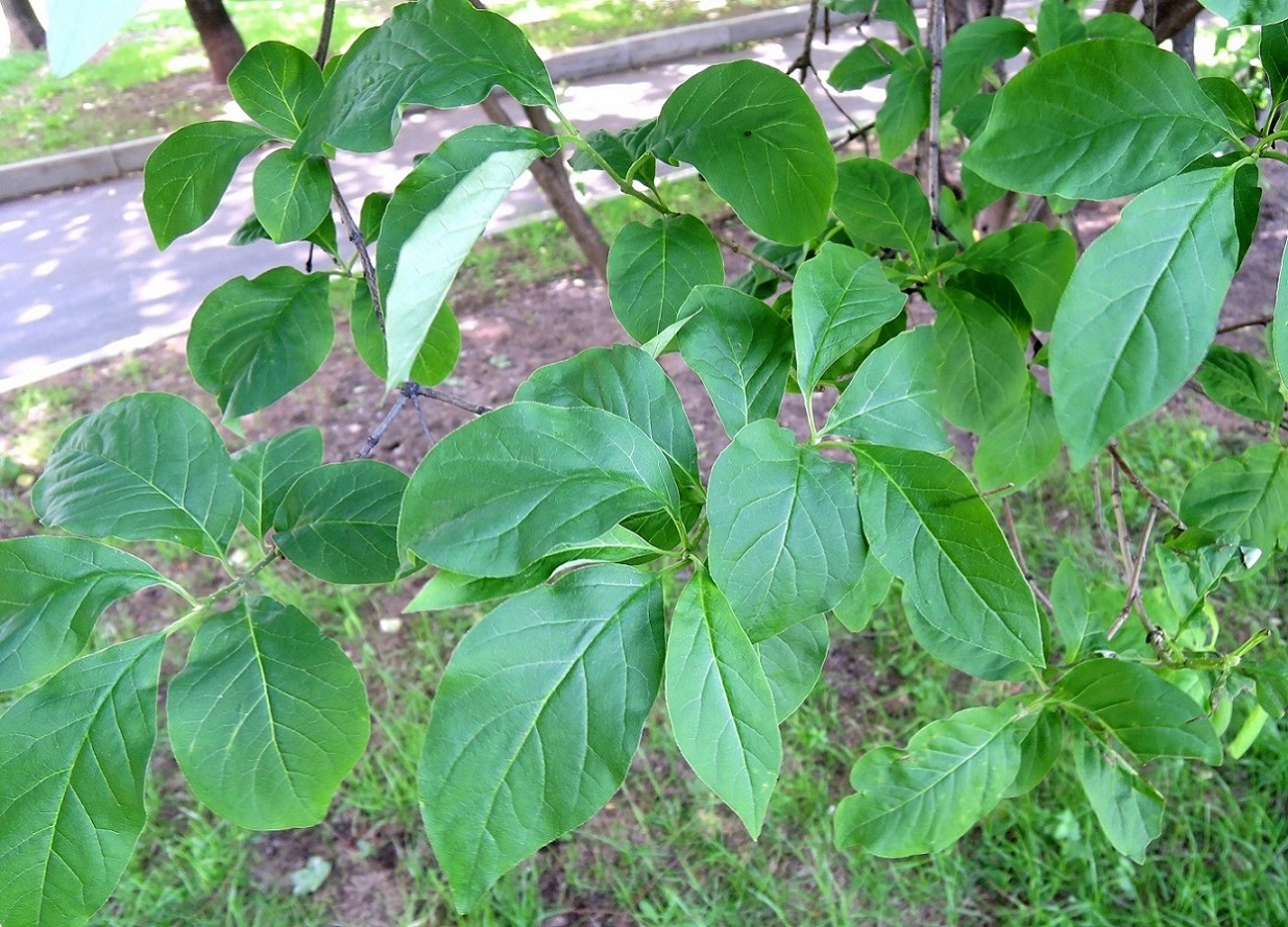 Изображение особи Syringa josikaea.